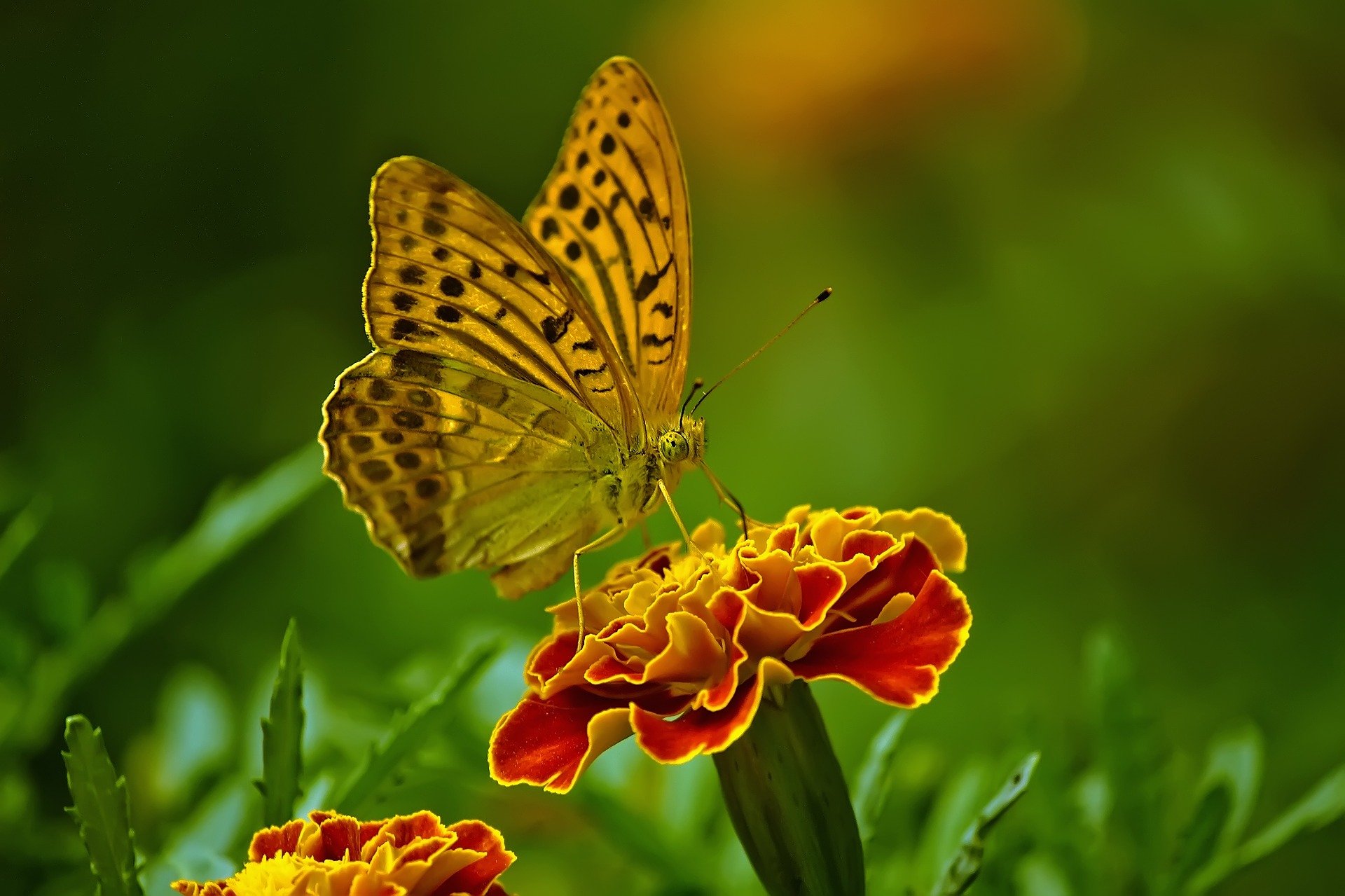 The Butterfly Effect