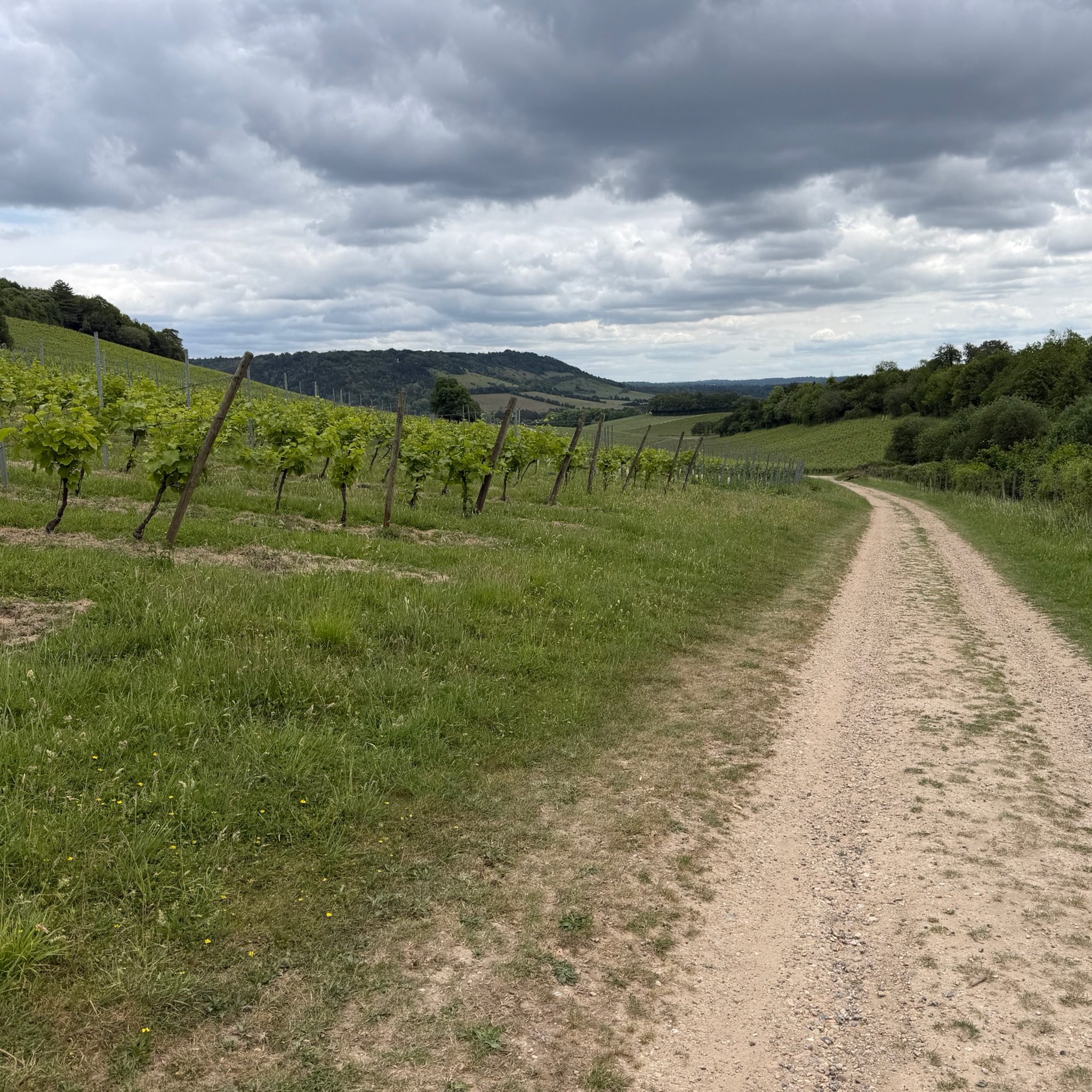 EDII are you okay? Are you okay? Are you okay, EDII? – Weeknote #379 – 5th June 2026